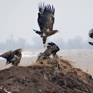 коршунами (но на самом деле они стервятники)
