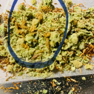 Fickdich (weed smoken legal🤣)