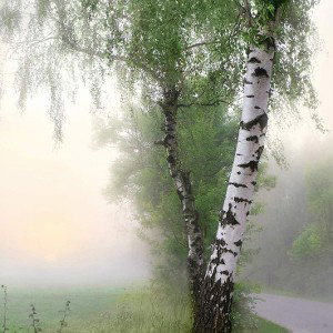 Абстрактный абсцесс