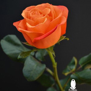Naranja El lienzo
