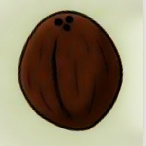 tête de noix de coco