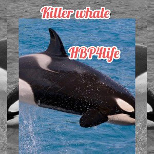 Killer whale ( youngcarti diss track) 