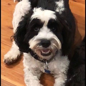 Benji 🐾✨