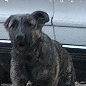 Dirty Dog Productions 