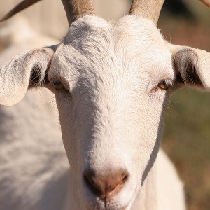 Goatstatus2025(3:18seconds)