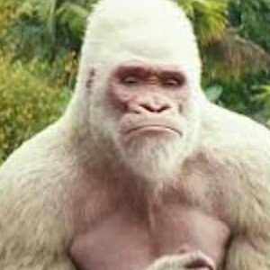 Gorilla - Five Oh - Hip Hop in A Minor - 84BPM 2023-01-04 14_45