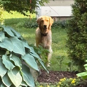 doggy asshole
