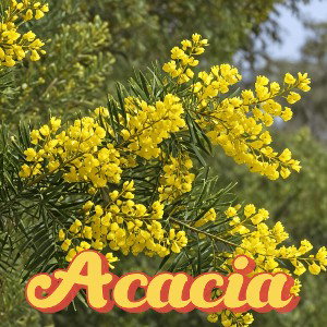 Acacia