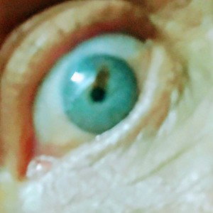 virus in the iris 