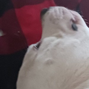 pitbull pitbull