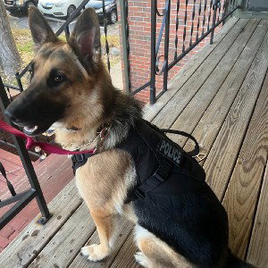 K9 Ember