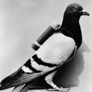 🕊️ Carion Pigeon 🕊️