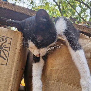 Самогон