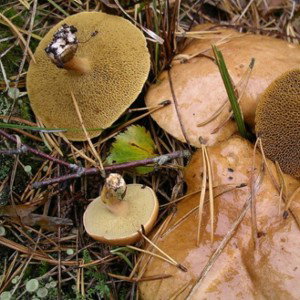 #З@ ГРиБ@Ми🍄🌼🪵🌲🏕️🧺🚸