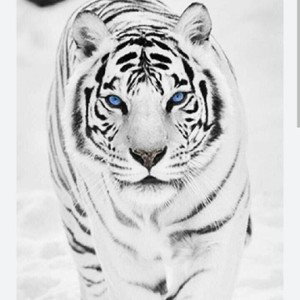 eye of the tiger