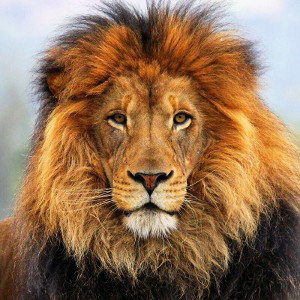 King of the Jungle