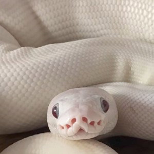 ×python×