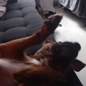 mleko