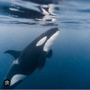 Orca