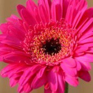 Flowers to remember forever