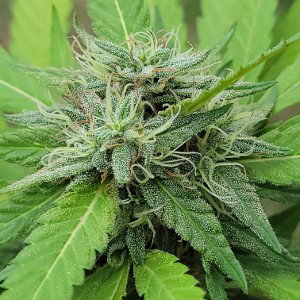 oklastoneya weed LD grown