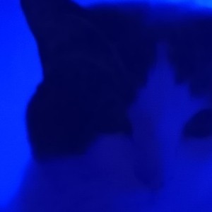 All The Way Out - 𝕮𝖍𝖆𝖘𝖊 𝕭𝖎𝖟𝖟𝖞