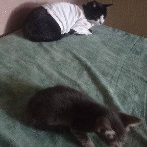 rap de gatitos improvisado xd