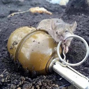 эти мыши в блиндаже