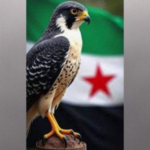 حضور الصقر 2/دس على زوب