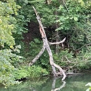 Roots