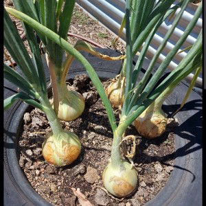 Onions 