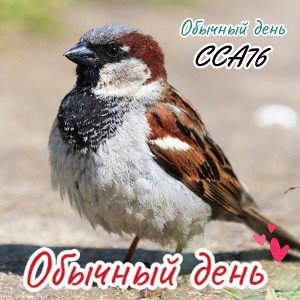 Обычный день 