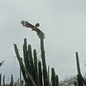 caminos - theboydangerous 
