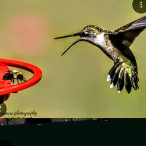 bumblebees and hummingbirds