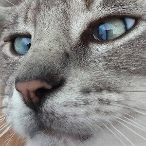 SHADO
