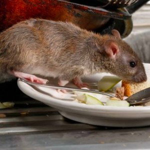 Clear the rats from the Kitchen