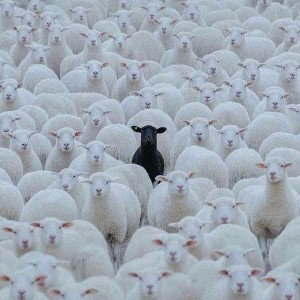 🥶Black Sheep🥶