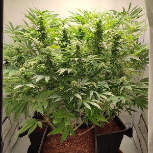 indica sativa 