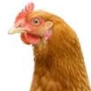 chicken gold🥇2 feat.xx37dount