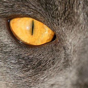 THRU THESE EYE'S..
