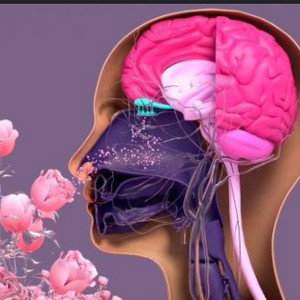 Memoire olfactive 👃👃💰👑🧨