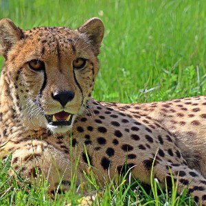 PieciaYolo - Gepard ( rżnnr )