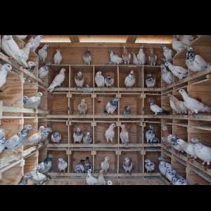 @Mrgetitgetit (#Death Of The @Pigeon Man)