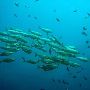 lots of fish in the sea ( uncompleted ) 