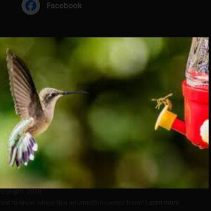 The Hummingbird and The Bumblebee  
