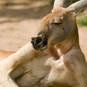 KANGAROO STEAK...