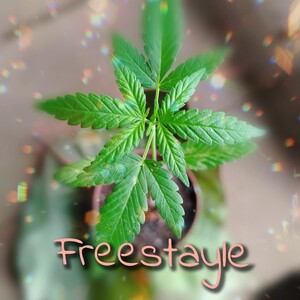 Al free