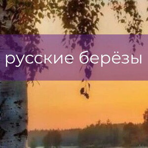 русские берёзы 
