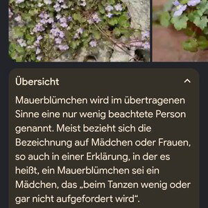 Mauerblümchen (Prod.by Xane OTB)