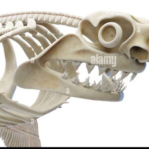 ANOTHER..SKELETON.PT.2..